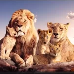 Quadro de Leão de Judá, Família Leão: Decoração com Estilo