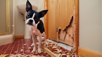 Seu Cachorro ou Gato é Rebelde e não lhe obedece?